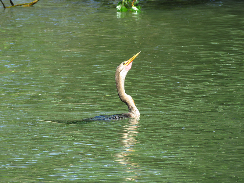 Foto Aninga