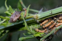  (Podisus nigrispinus)