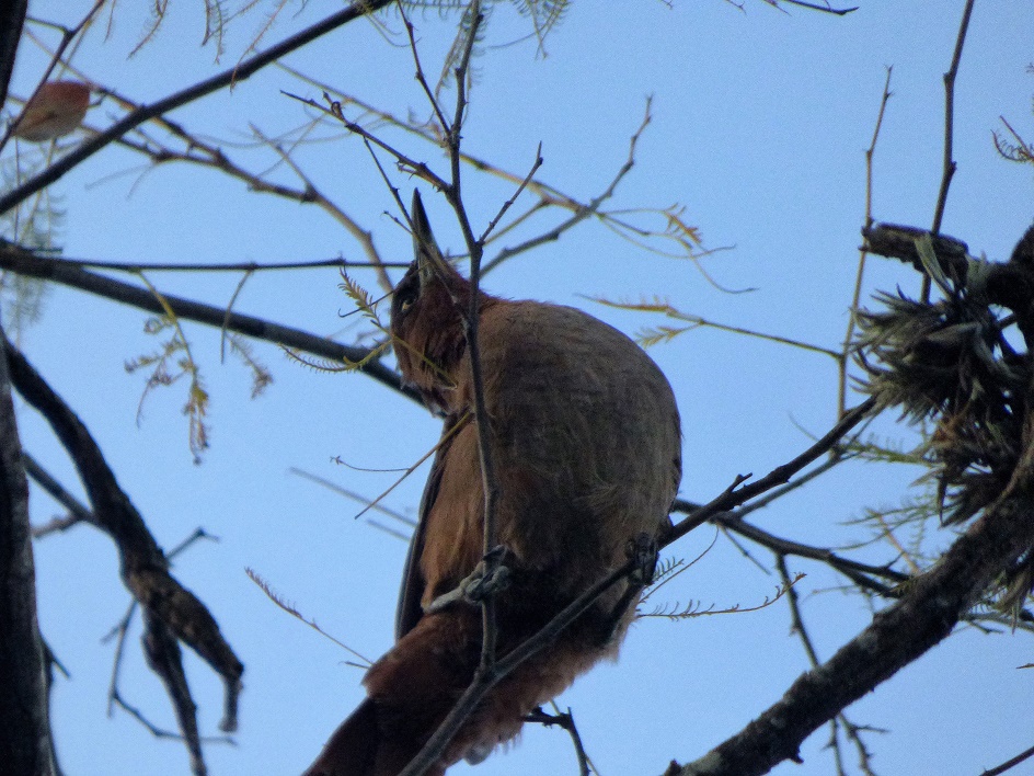 Foto Cacholote Castaño