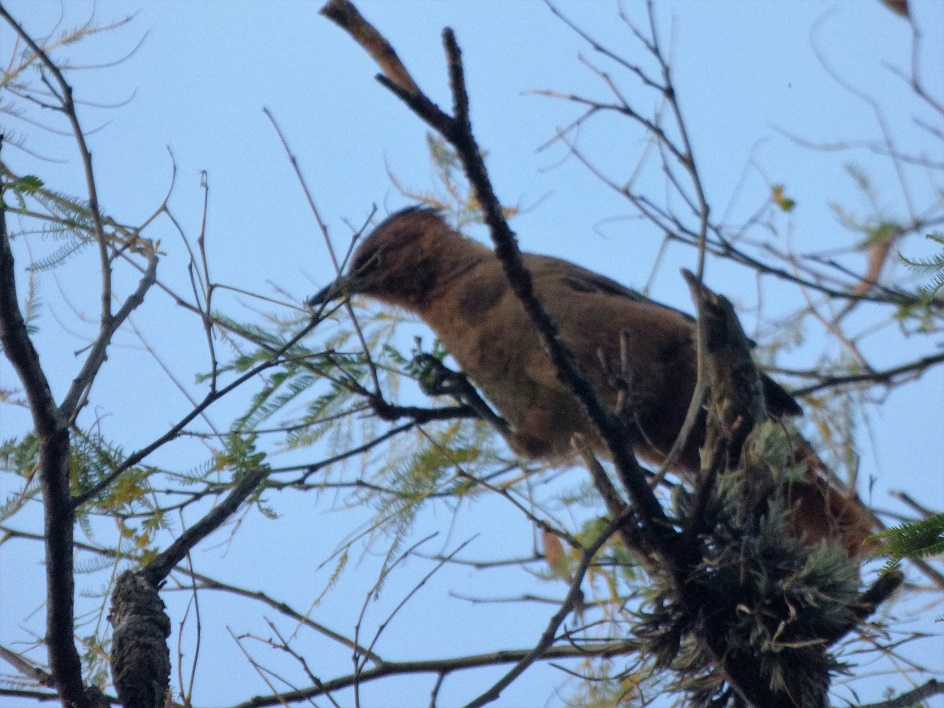 Foto Cacholote Castaño