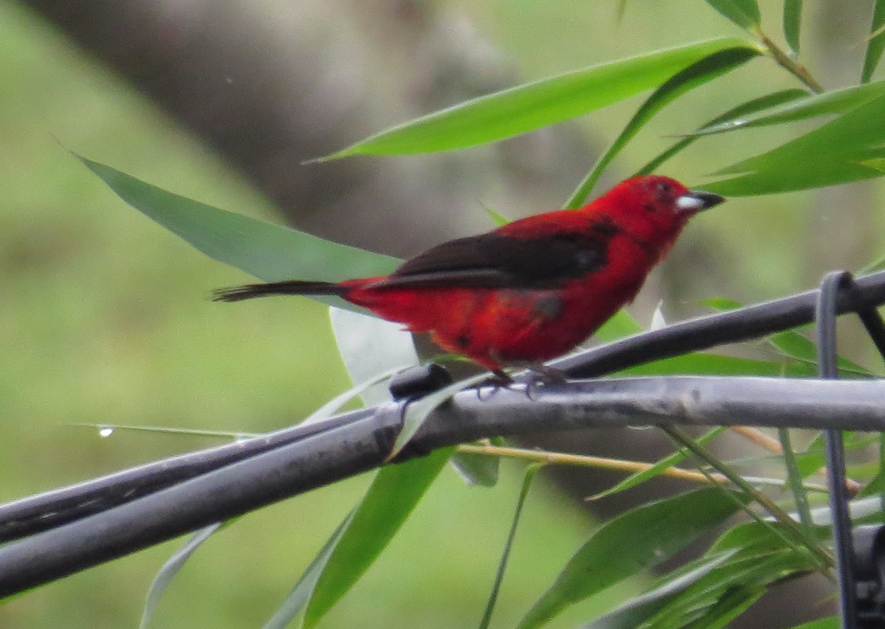 Photo Fueguero Escarlata