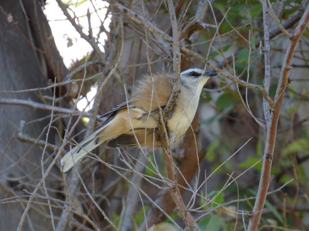 Photo Calandria Grande