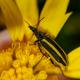 Astylus vittaticollis