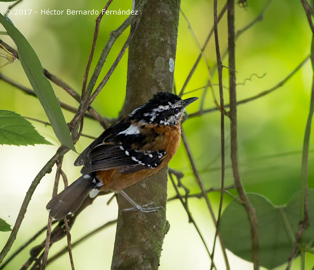 Foto Tiluchí Herrumbroso