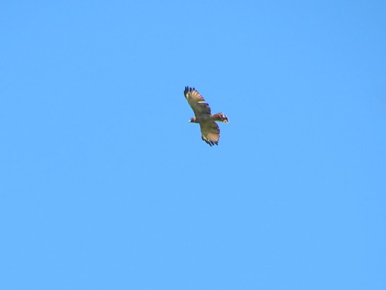 Foto Taguató Común