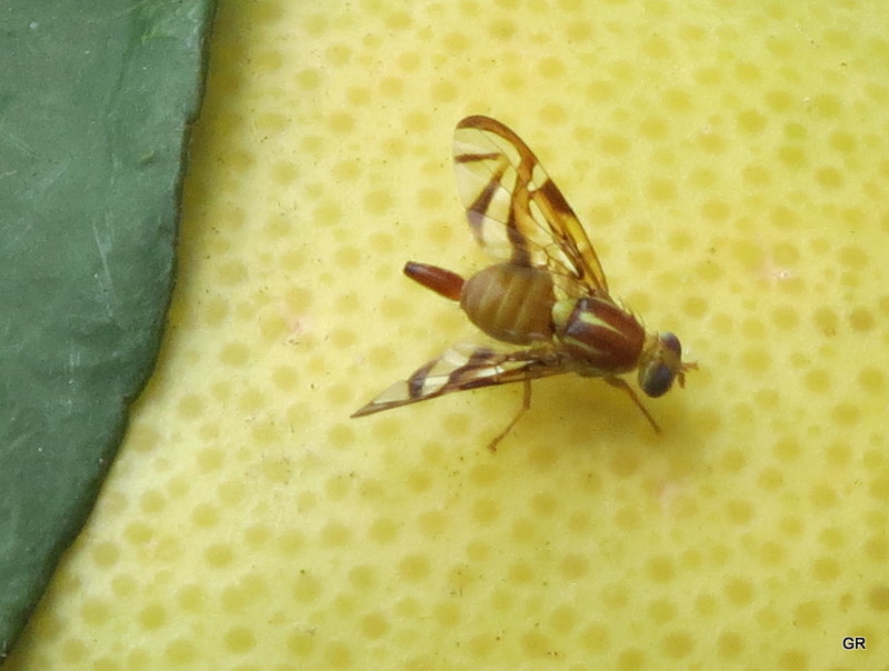 Foto Mosca de la Fruta