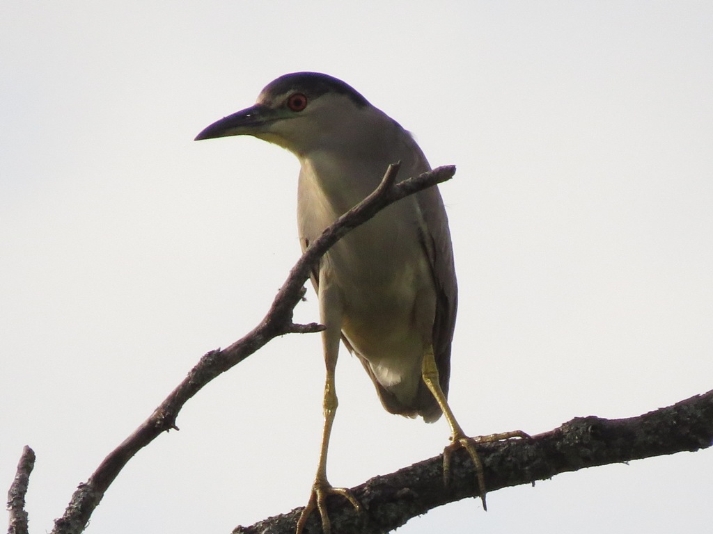 Photo Garza Bruja