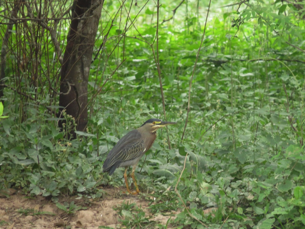 Foto Garcita Azulada