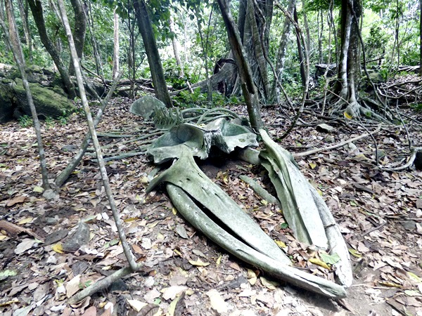 Foto Ballena Jorobada