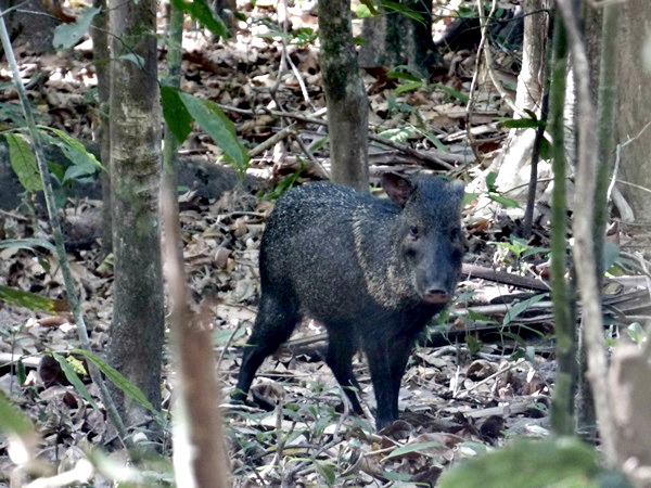 Foto Pecarí de Collar
