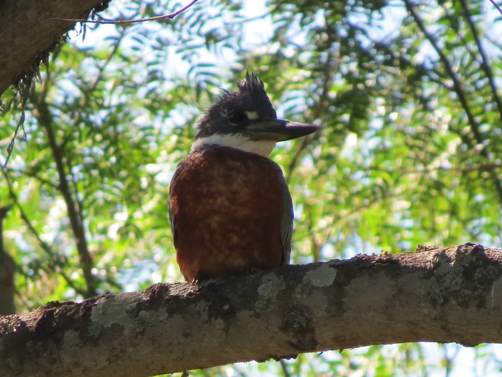 Photo Martín Pescador Grande