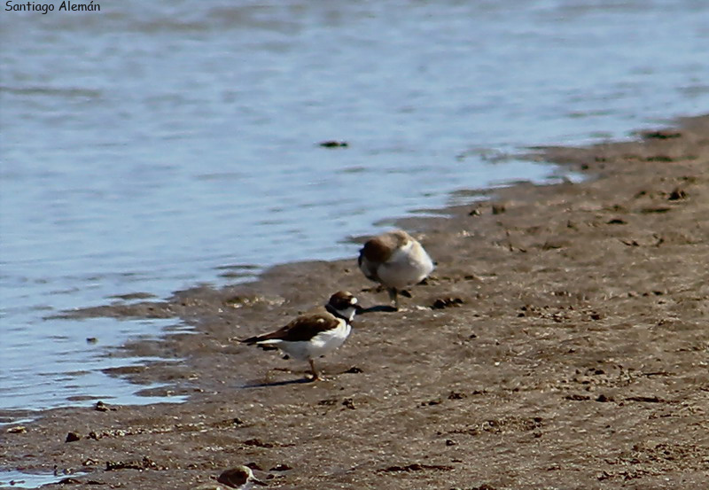 Photo Chorlito Palmado