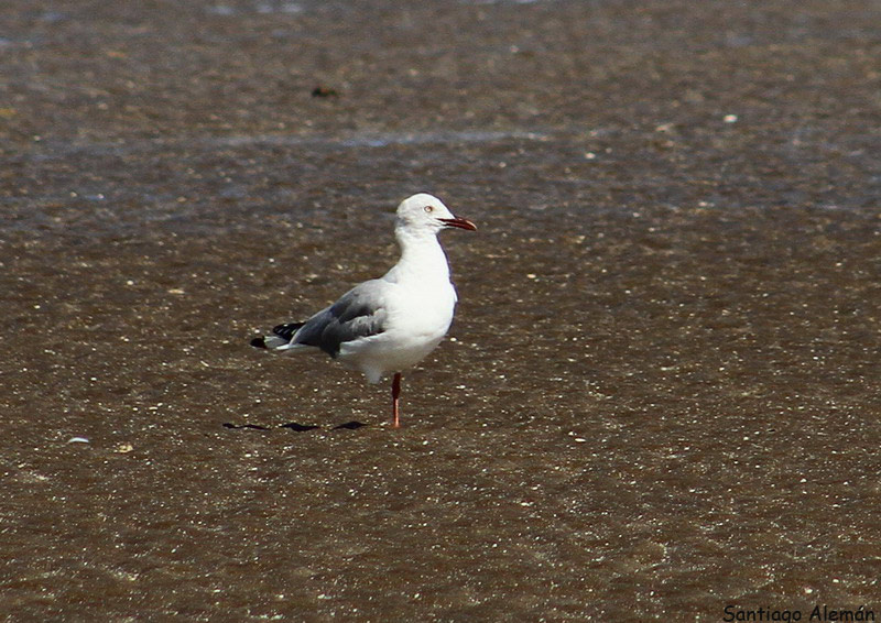 Foto Gaviota Capucho Gris