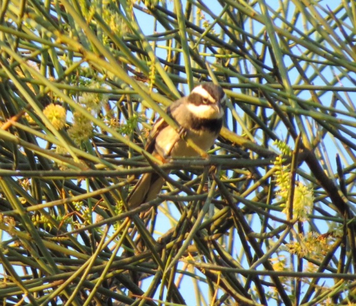 Foto Monterita de Collar