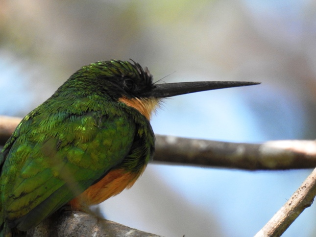 Foto Jacamar Rabirrufo