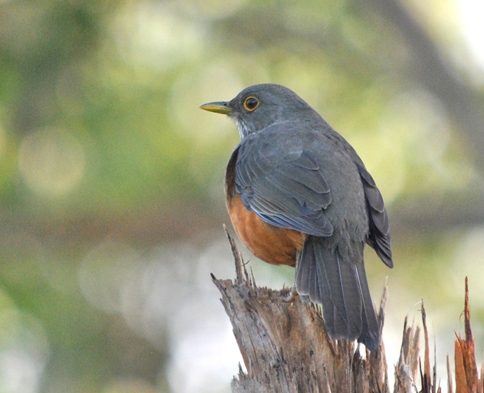 Foto Zorzal Colorado