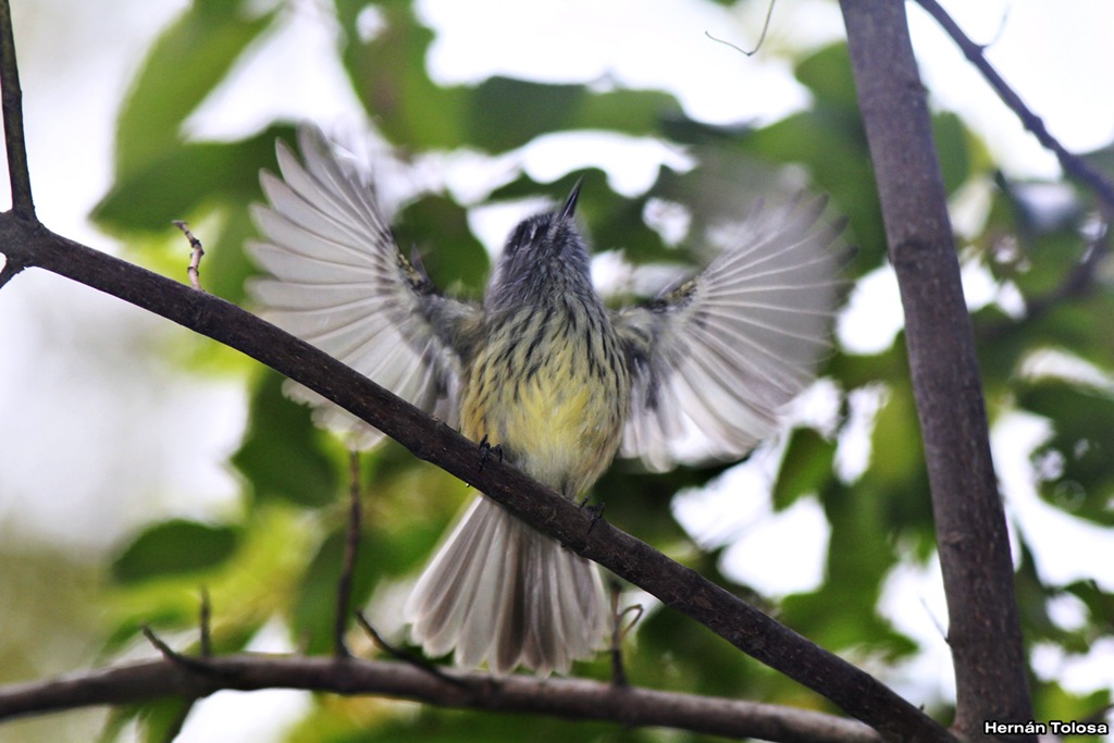 Foto Cachudito Pico Negro