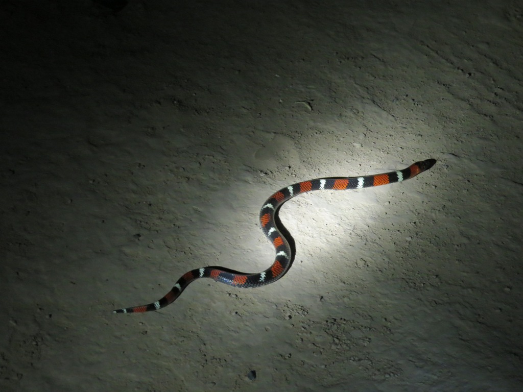 Foto Falsa Coral Ñata