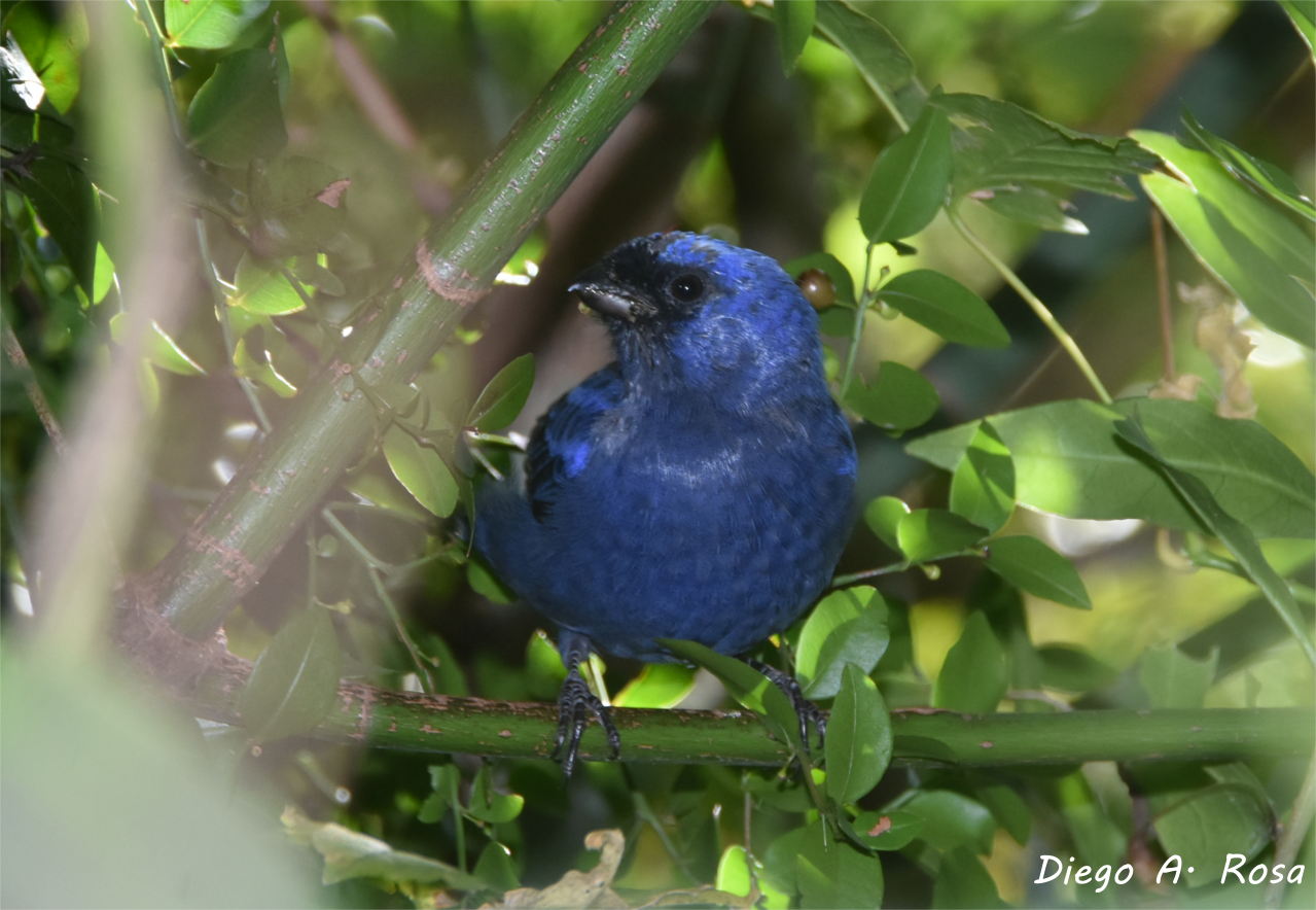 Photo Frutero Azul