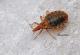  (Triatoma infestans)