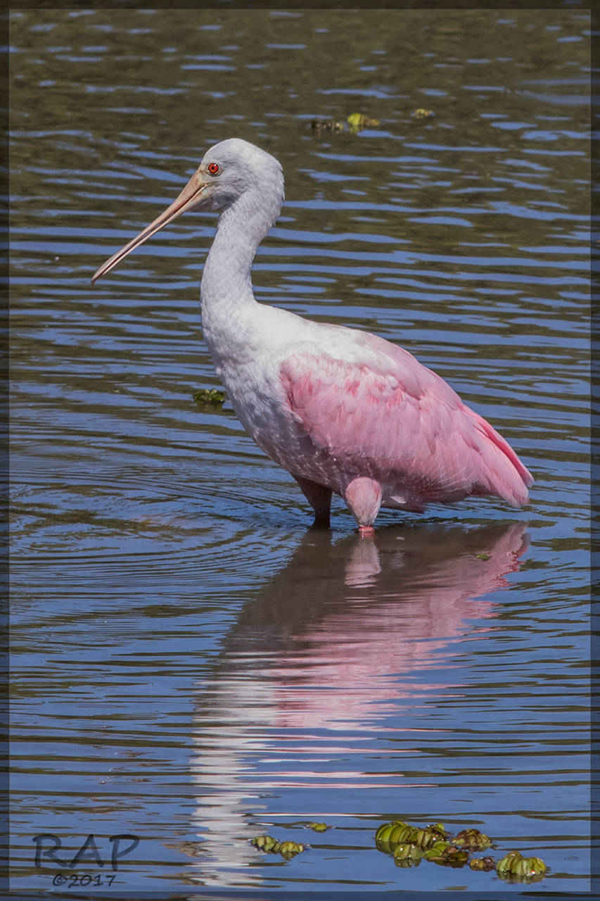 Photo Espátula Rosada