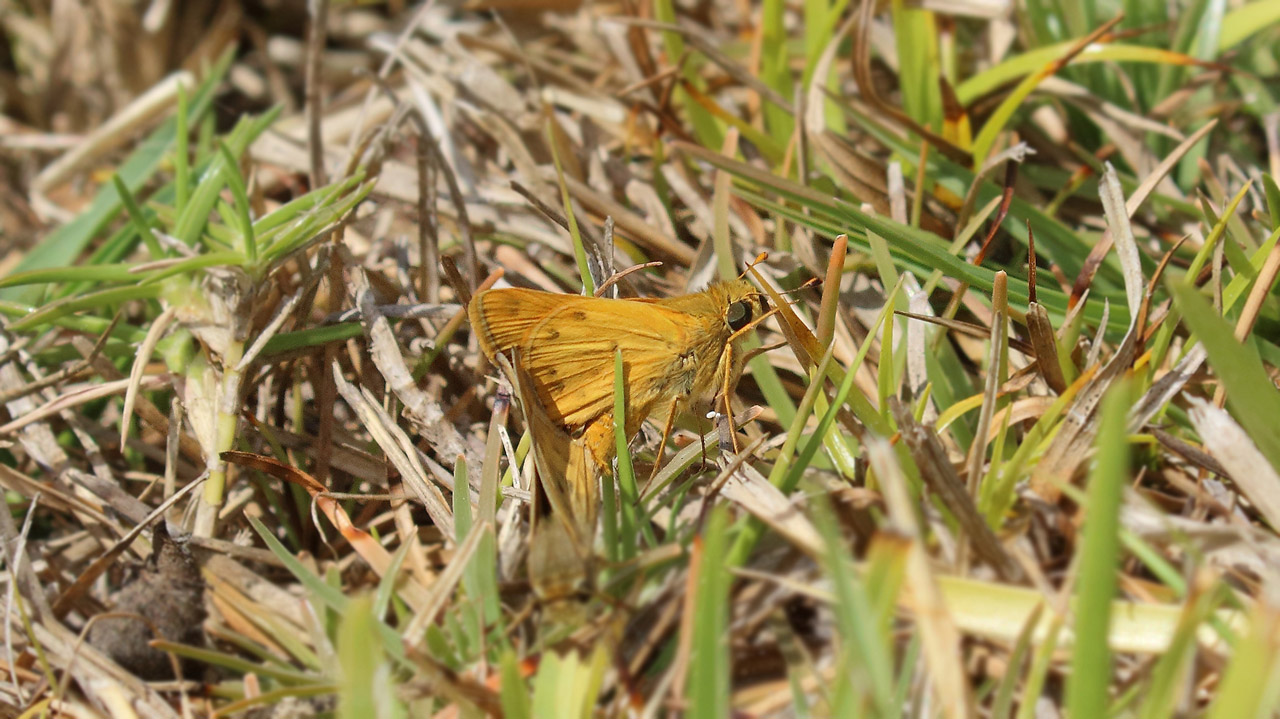 Photo Saltarina Amarilla