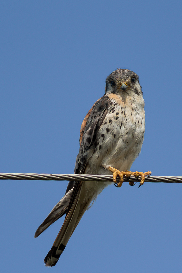 Foto Halconcito Colorado