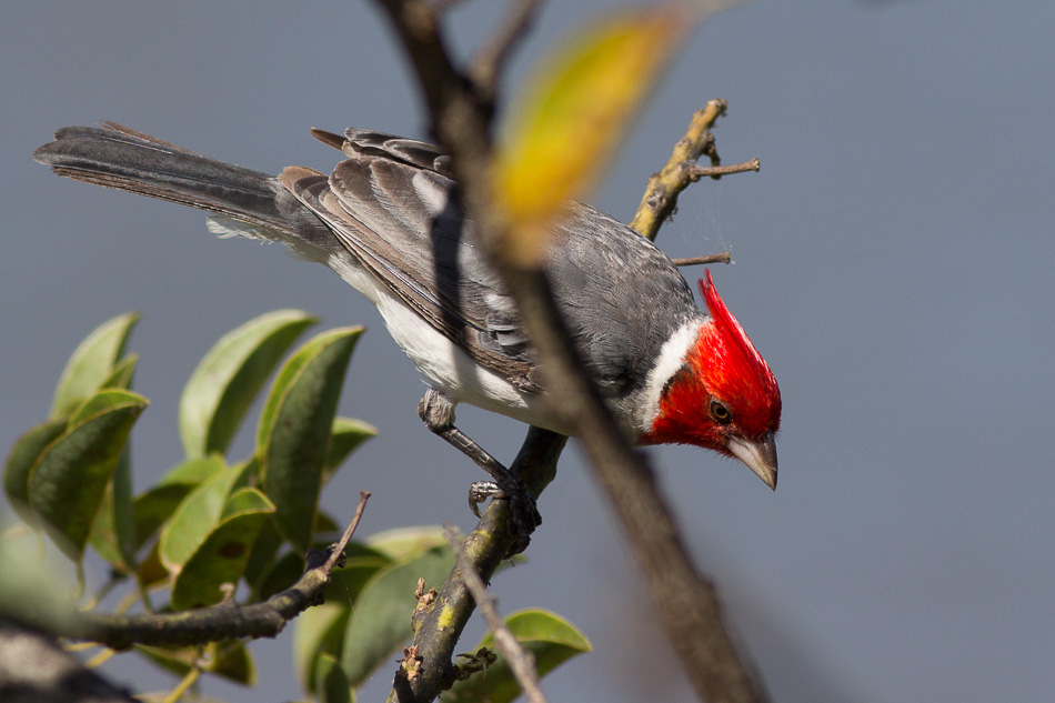 Foto Cardenal Común