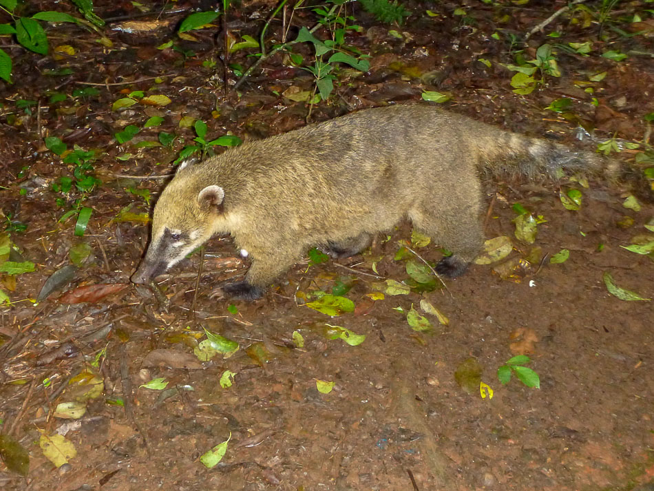 Foto Coatí