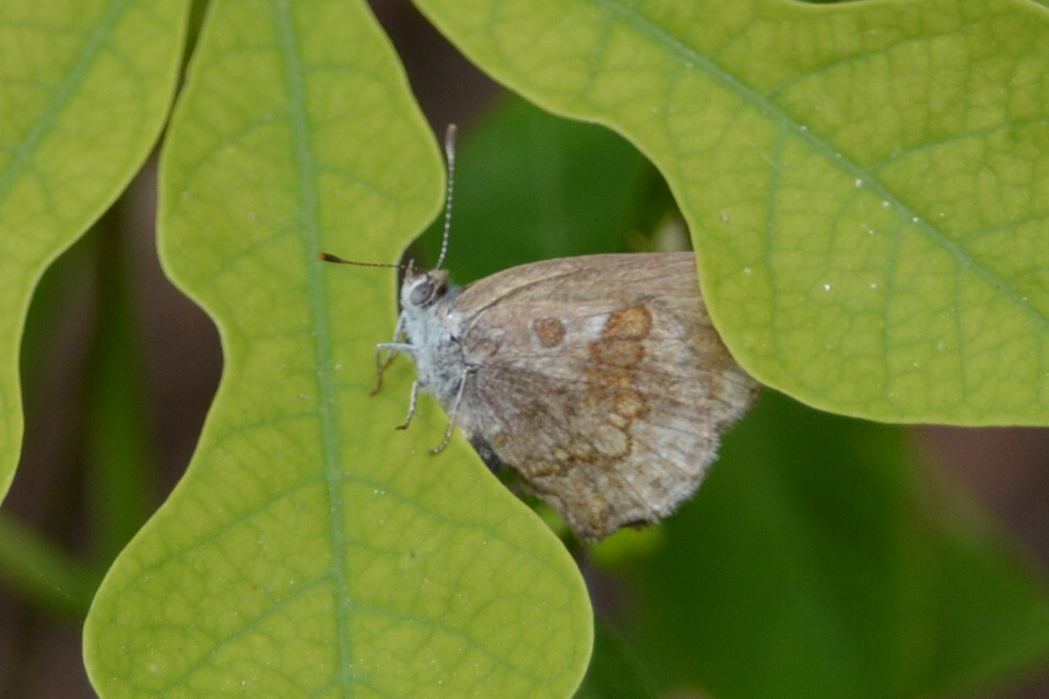 Photo Frotadora Enana