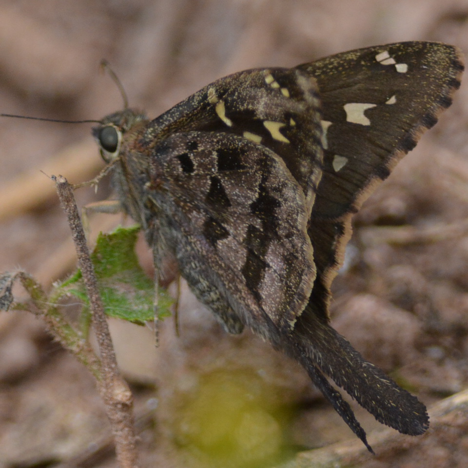 Foto Coludo Manchas Doradas