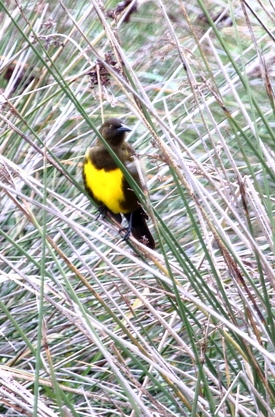 Foto Pecho Amarillo Común