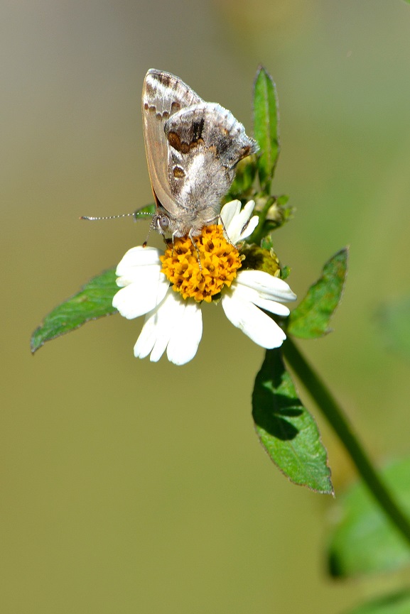 Photo Frotadora Enana