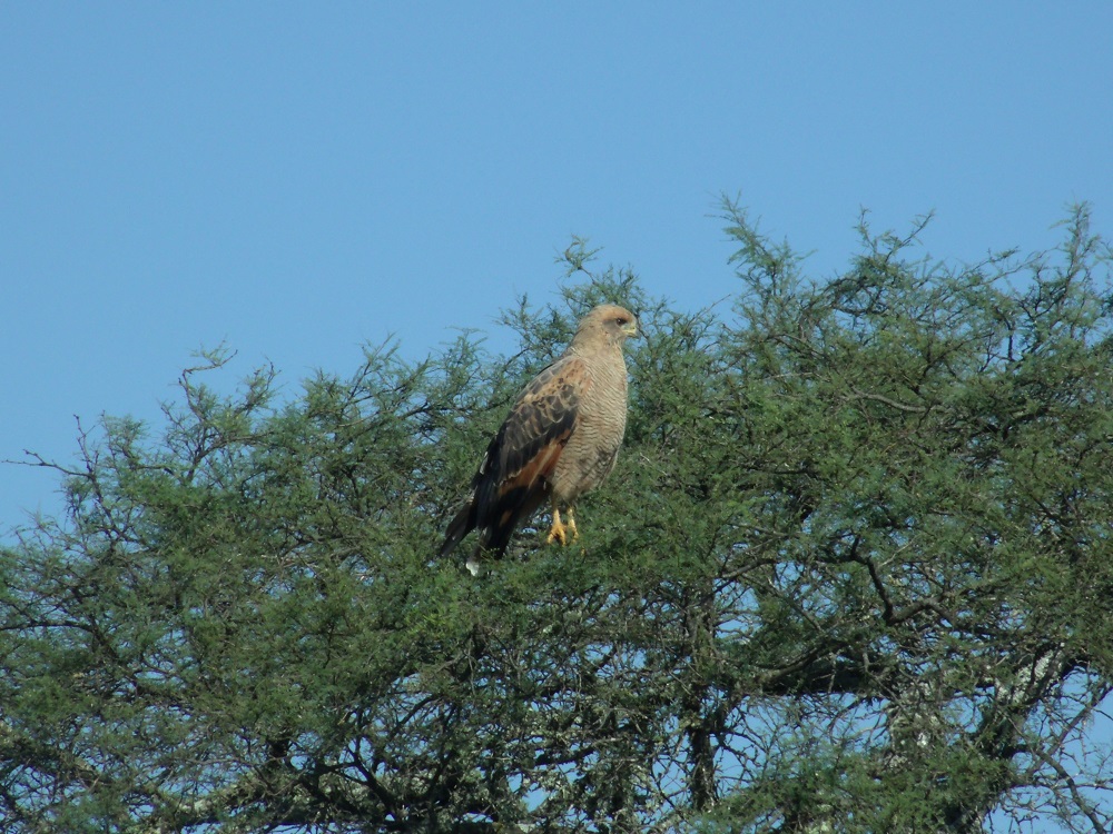 Foto Aguilucho Colorado