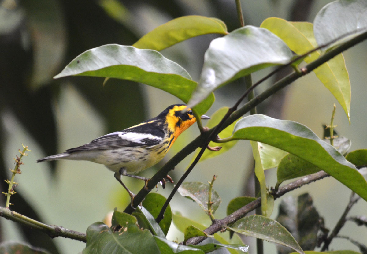 Foto Reinita Gorjinaranja