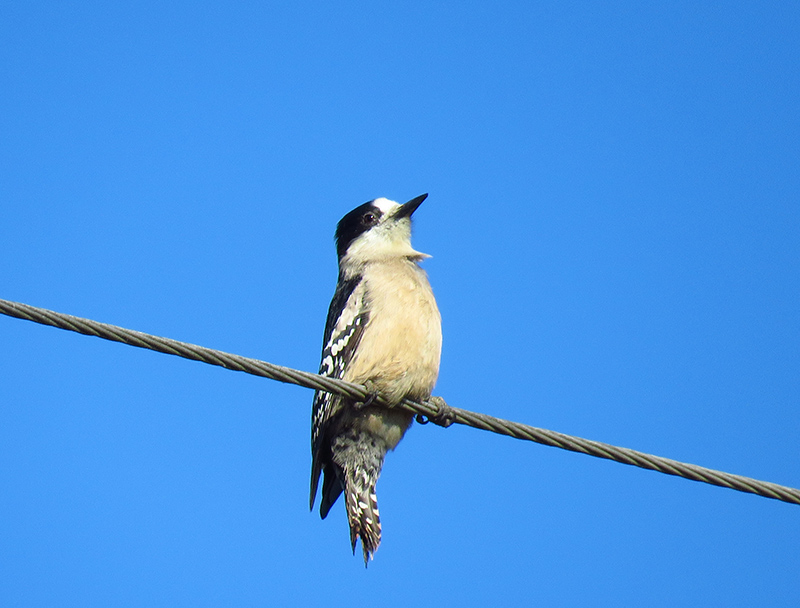 Foto Carpintero del Cardón