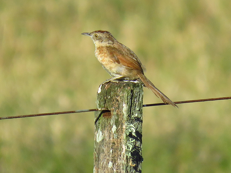 Foto Espinero Pecho Manchado