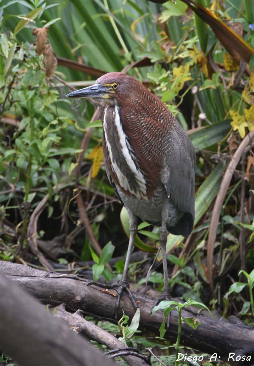 Photo Hocó Colorado