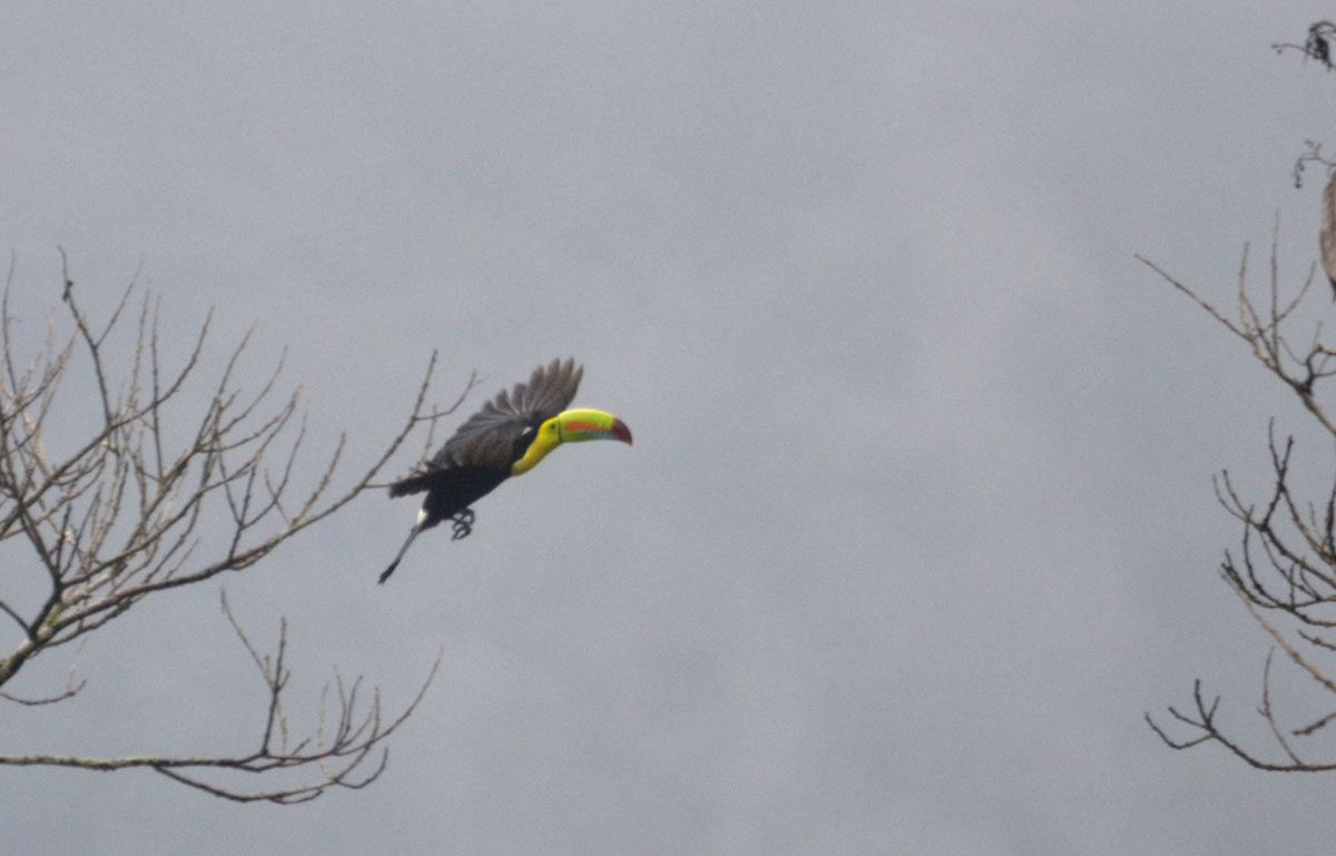 Foto Tucán Pico Arco Iris