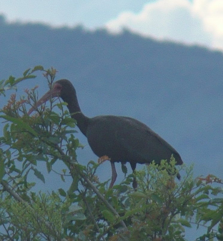 Foto Cuervillo Cara Pelada