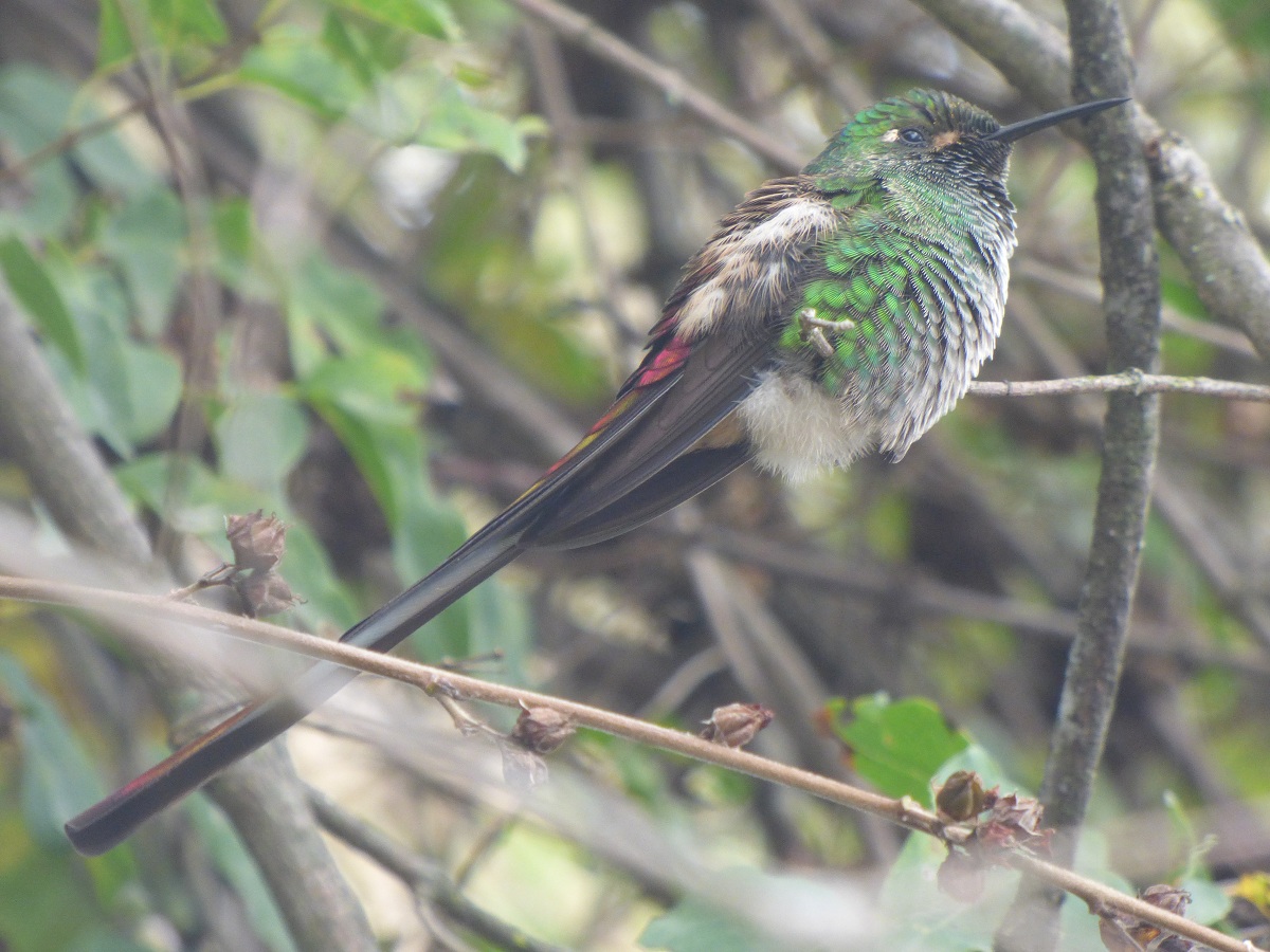 Foto Picaflor Cometa