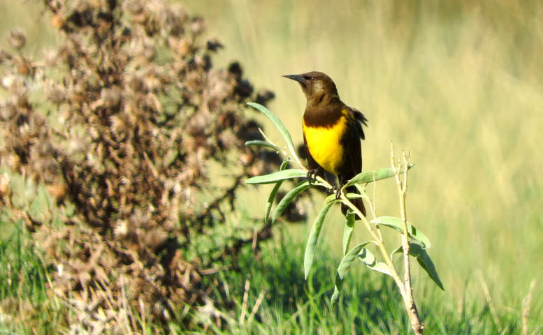 Foto Pecho Amarillo Común