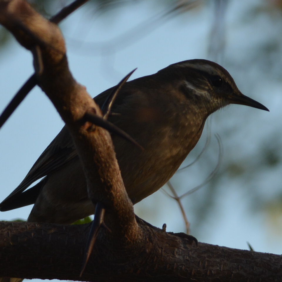 Foto Remolinera Común