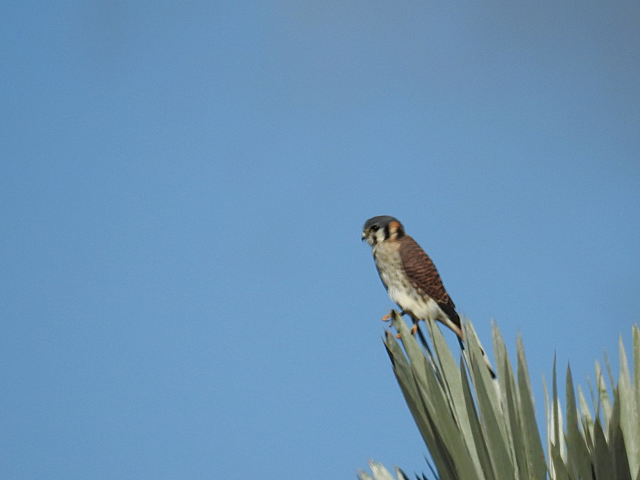 Photo Halconcito Colorado