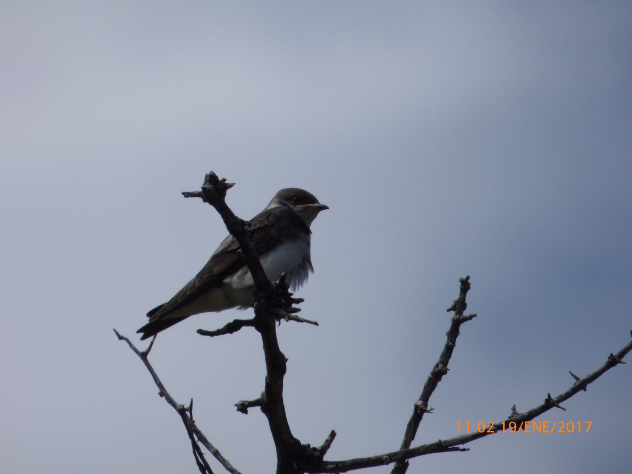 Foto Golondrina Parda