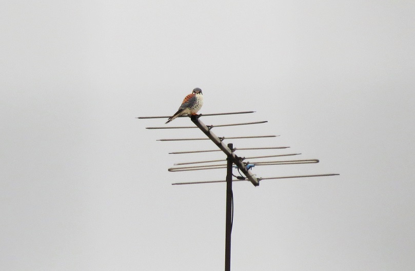 Foto Halconcito Colorado