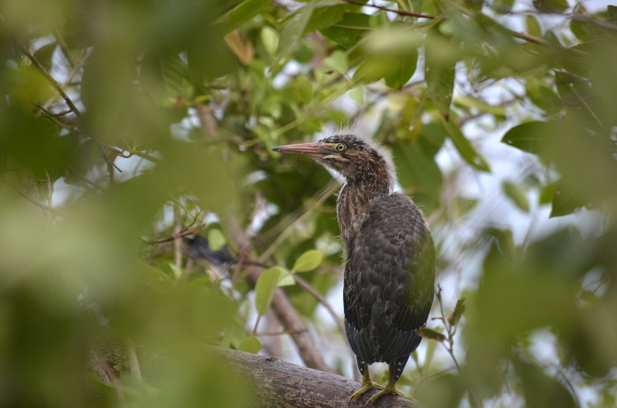 Foto Garcita Azulada