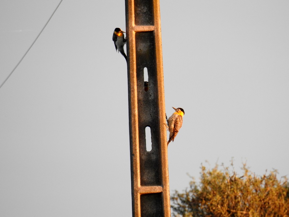 Foto Carpintero Campestre