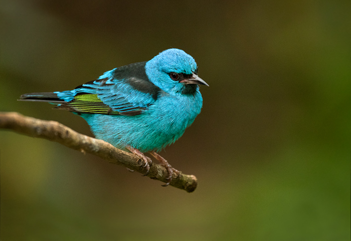 Foto Saí Azul