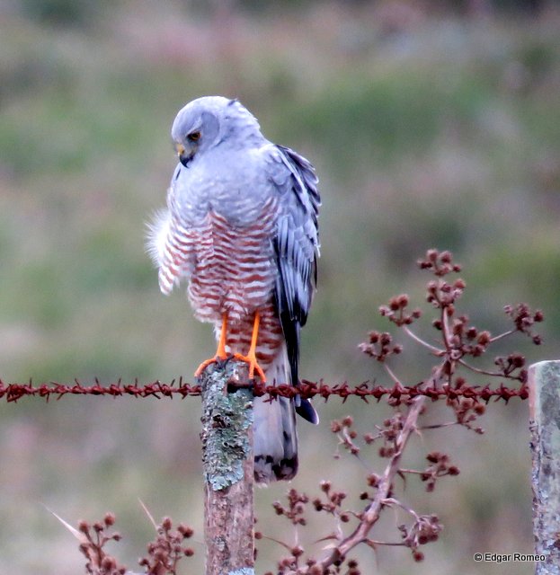 Photo Gavilán Ceniciento